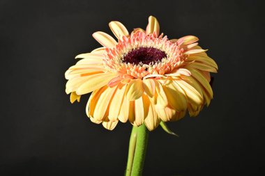 close up of beautiful gerbera  flower on black background 