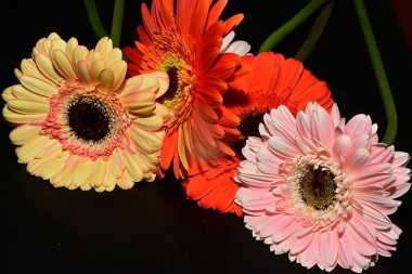Siyah arka planda güzel Gerbera çiçeklerini kapatın. 