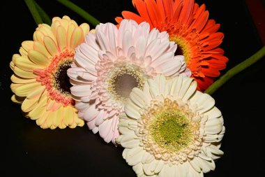 Siyah arka planda güzel Gerbera çiçeklerini kapatın. 