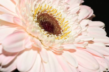 close up of beautiful gerbera  flower on black background 