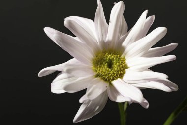 Siyah arkaplandaki güzel çiçeğe yaklaş 