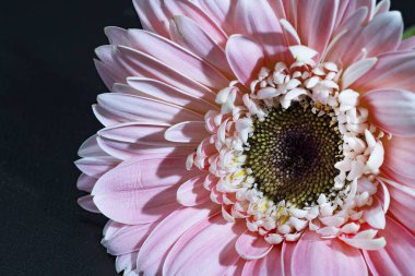 close up of beautiful gerbera  flower on black background 