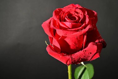 close up of beautiful rose   flower on dark  background 