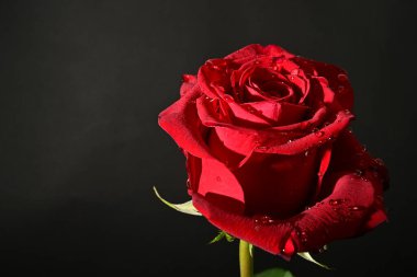 close up of beautiful rose   flower on dark  background 