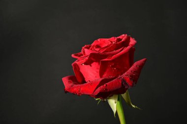 close up of beautiful rose   flower on dark  background 