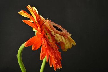 Siyah arka planda güzel Gerbera çiçeklerini kapatın. 