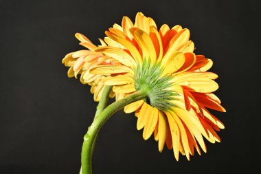 Siyah arka planda güzel Gerbera çiçeklerini kapatın. 