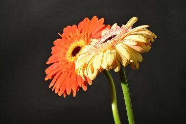 Siyah arka planda güzel Gerbera çiçeklerini kapatın. 