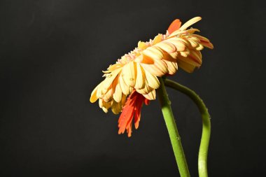 Siyah arka planda güzel Gerbera çiçeklerini kapatın. 