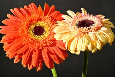 Siyah arka planda güzel Gerbera çiçeklerini kapatın. 