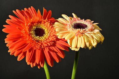 Siyah arka planda güzel Gerbera çiçeklerini kapatın. 