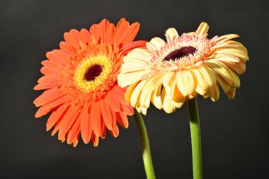 Siyah arka planda güzel Gerbera çiçeklerini kapatın. 