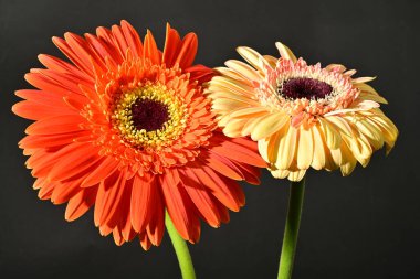Siyah arka planda güzel Gerbera çiçeklerini kapatın. 