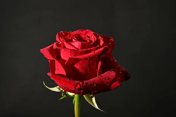 close up of beautiful rose   flower on dark  background