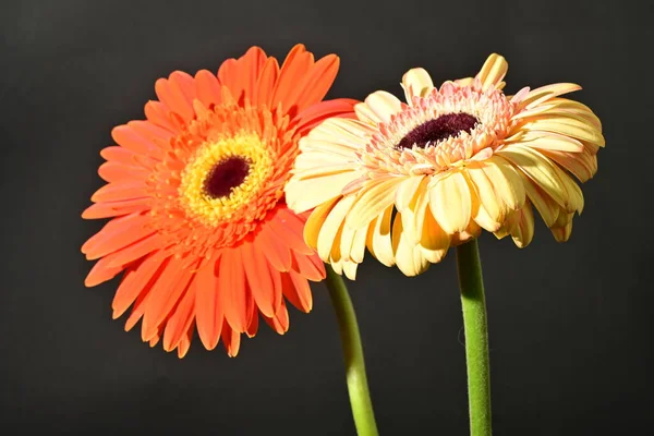 Siyah arka planda güzel Gerbera çiçeklerini kapatın. 