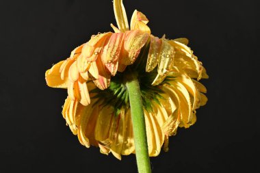 close up of beautiful gerbera  flower on black background 