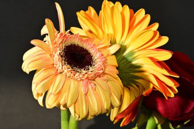 Siyah arka planda güzel Gerbera çiçeklerini kapatın. 