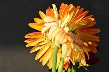 Siyah arka planda güzel Gerbera çiçeklerini kapatın. 