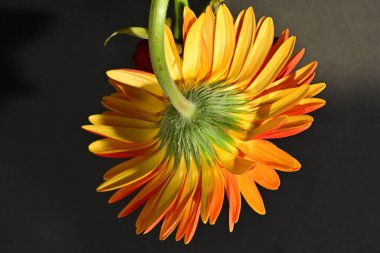 close up of beautiful gerbera  flower on black background 