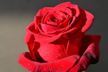 Siyah arkaplandaki güzel gül çiçeğini kapat. 