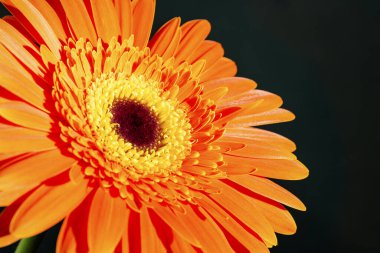 close up of beautiful gerbera  flower on black background 