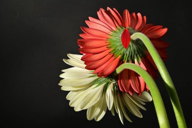 Siyah arka planda güzel Gerbera çiçeklerini kapatın. 