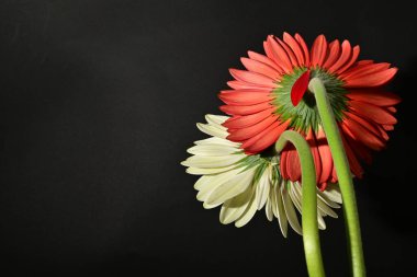 Siyah arka planda güzel Gerbera çiçeklerini kapatın. 