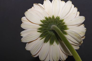 close up of beautiful gerbera  flower on black background 