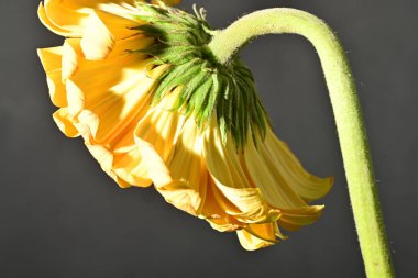 close up of beautiful gerbera  flower on black background 