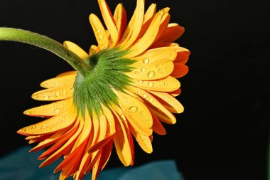 close up of beautiful gerbera  flower on black background 