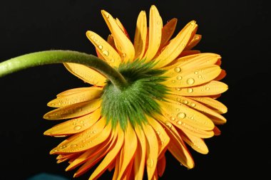close up of beautiful gerbera  flower on black background 