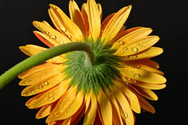close up of beautiful gerbera  flower on black background 