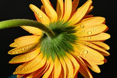 close up of beautiful gerbera  flower on black background 