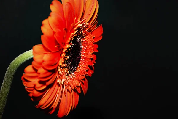 close up of beautiful gerbera  flower on black background 