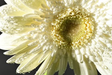 close up of beautiful gerbera  flower on black background 