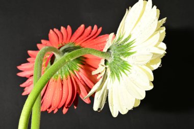 Siyah arka planda güzel Gerbera çiçeklerini kapatın. 