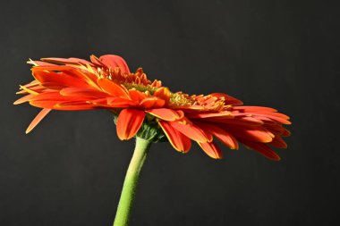 close up of beautiful gerbera  flower on black background 