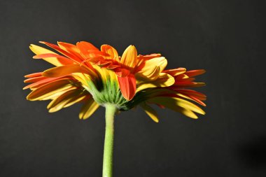 close up of beautiful gerbera  flower on black background 