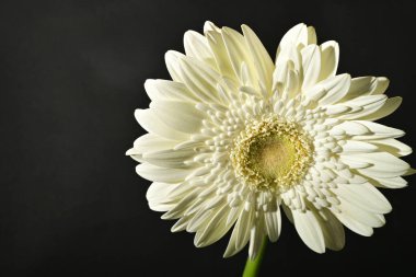 close up of beautiful gerbera  flower on black background 