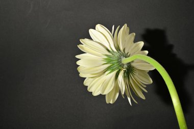 close up of beautiful gerbera  flower on black background 
