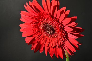 close up of beautiful gerbera  flower on black background 
