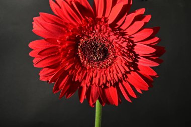 close up of beautiful gerbera  flower on black background 