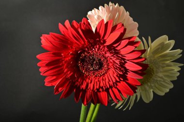 Siyah arka planda güzel Gerbera çiçeklerini kapatın. 