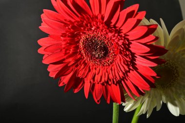 close up of beautiful gerbera  flower on black background 
