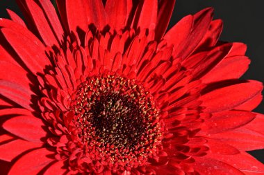 close up of beautiful gerbera  flower on dark background 