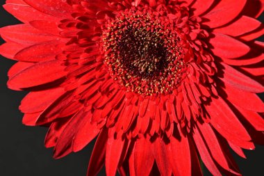 close up of beautiful gerbera  flower on dark background 