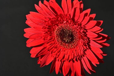 close up of beautiful gerbera  flower on dark background 