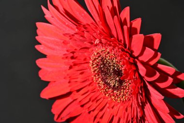 close up of beautiful gerbera  flower on dark background 