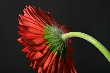 close up of beautiful gerbera  flower on dark background 