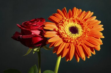 Siyah arkaplandaki güzel çiçekleri kapat 
